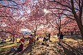 Cherry blossom at Kirsikkapuisto in Helsinki, Finland