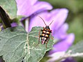 Leptura aurulenta Fabricius, 1792 ♀