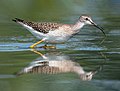 Image 20Lesser yellowlegs at Jamaica Bay Wildlife Refuge