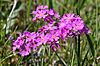 Primula farinosa