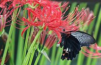 on Lycoris radiata