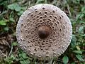 Macrolepiota procera