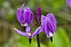 Dodecatheon frigidum