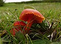 Hygrocybe coccinea