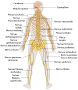 TE-Nervous system diagram-la.svg