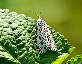 Utetheisa lotrix