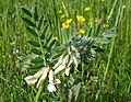 Vicia pannonica