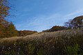 登山道脇のススキ