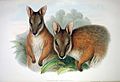 Macropus eugenii