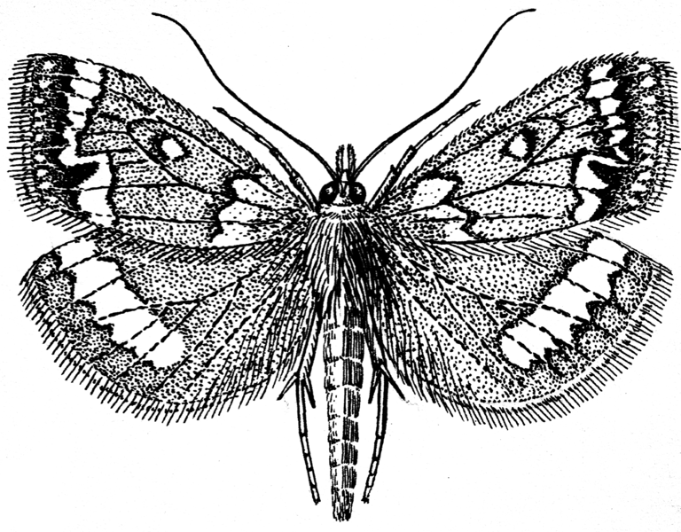 File:Moth - Adult (PSF).png