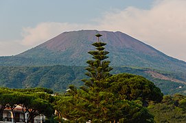 Mount Vesuvius Araucaria.jpg