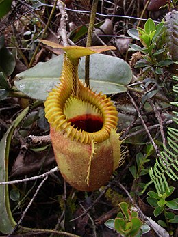 A Nepenthes villosa kancsója.