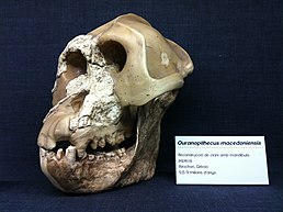 Череп Ouranopithecus