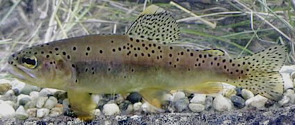 Truite apache (Oncorhynchus apache)