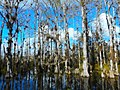 Cypresses growing along SR 94 (Loop Road)