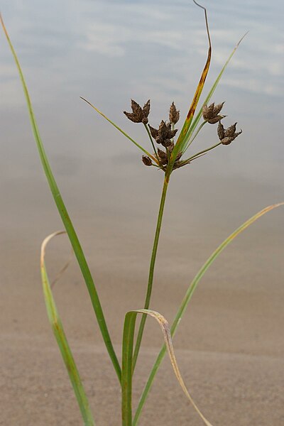 File:BolboschoenusMaritimus.jpg