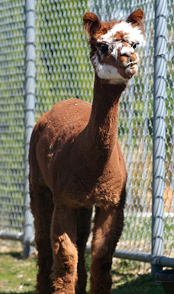 File:Calico brown and white alpaca at Cougar Mountain Zoological Park.jpg