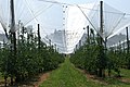 Obstplantage am Bodensee bei Arbon; (Plantage von Gala, Topas und Golden)