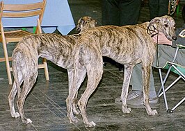 Galgo español