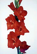 Gladiolus communis