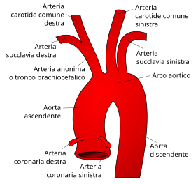 Anatomia dell'arco aortico