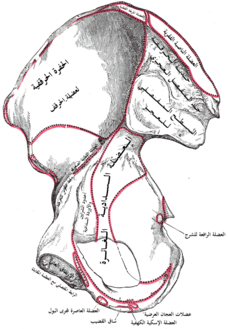 يمين عظم الورك. الواجهة الداخلية. (الحفرة الحرقفية في القسم العلوي "الجهة اليسرى".)