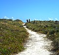 Damage Done to Dune Vegetation in South Pointe Park after Hurricane Irma, September 16, 2017