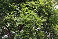 Leaves on the tree in Kolkata, West Bengal, India