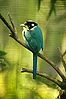 Long-tailed broadbill.jpg