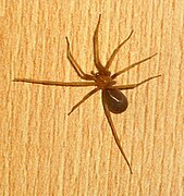 Español: Araña del Rincón English: Corner Spider