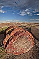 Petrified Forest log