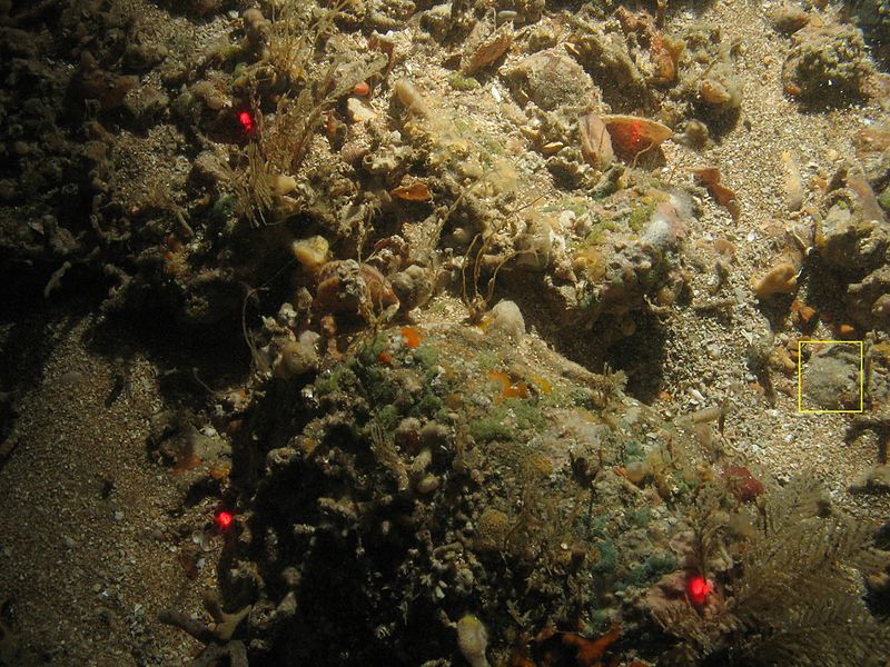 File:Porifera grey encrusting WBRF CEND0313 ADDGT43 STN 250 A1 010.jpg