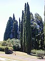 Cupressus sempervirens