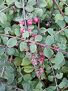 Symphoricarpos × chenaultii