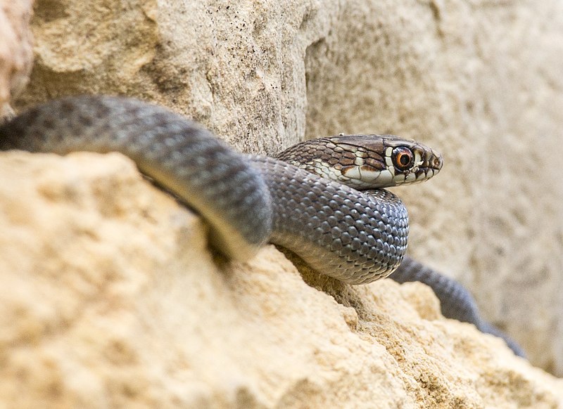 File:Whip snake.jpg