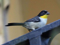 White-naped Brush-Finch RWD.jpg