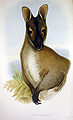 Macropus rufogriseus