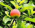 * Nomination Malus domestica 'Stark's Earliest'. Location De Kruidhof. Famberhorst 15:19, 5 September 2014 (UTC) * Promotion Good quality and very beautiful. --Livioandronico2013 20:03, 5 September 2014 (UTC)