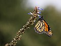 Image 68Monarch butterfly