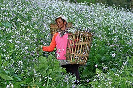 Berkebun Bunga.jpg