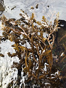 Dictyota binghamiae in an exhibit at Birch Aquarium