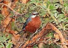 Giant Conebill, Cajas, Ecuador (5771232969).jpg