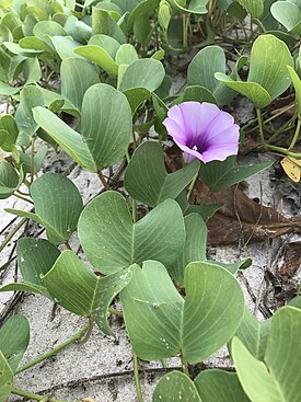 Цветущее растение на песчаном пляже Патог, о. Пхукет, Таиланд