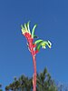 Kangaroo Paw