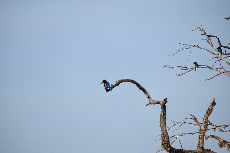 File:Kingfisher on Dead tree Branch.jpg