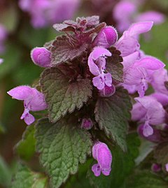 purpura lamio (Lamium purpureum)