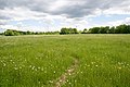 * Nomination Flower meadow in "Steinbruch Ilse" nature reserve, Paderborn, Germany. --Tsungam 06:53, 19 May 2016 (UTC) * Promotion Good quality. --Ermell 13:05, 22 May 2016 (UTC)