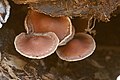 Psathyrella olympiana