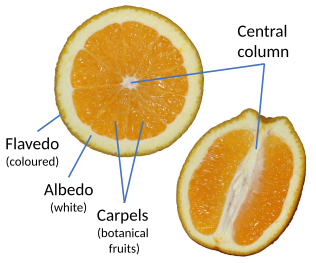 Structure of the botanical hesperidium