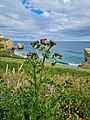 Wild-growing thistle. December 2021